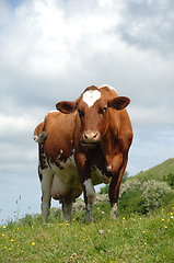 Image showing Cow standing on green grass