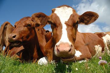 Image showing Cows resting on green grass