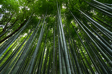 Image showing Greenery Bamboo forest