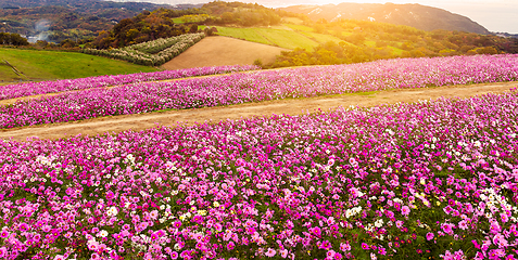 Image showing Cosmos flower and sunlight