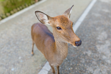 Image showing Adorable Deer in Nara park
