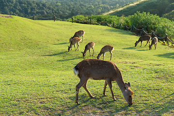 Image showing Group of deer at outdoor