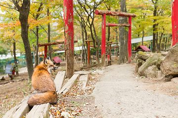 Image showing Fox sitting infront of Japanese temple