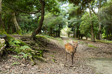 Image showing Cute Deer in japanese temple