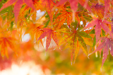 Image showing Maple leaf