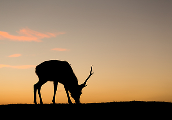 Image showing Silhuette of deer eating grass