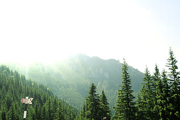 Image showing Forest landscape