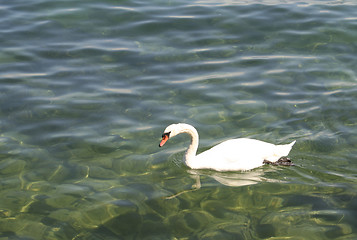 Image showing Swan