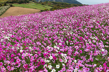 Image showing Cosmos flowers in the garden