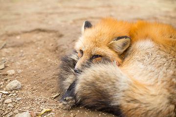 Image showing Red fox take a rest