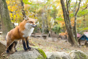 Image showing Lovely fox standing on the rock