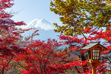 Image showing Red maple tree and mount Fuji