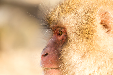 Image showing Side profile of monkey