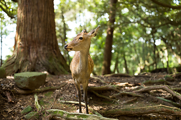 Image showing Wild deer in a park