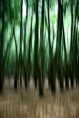 Image showing Green Forest