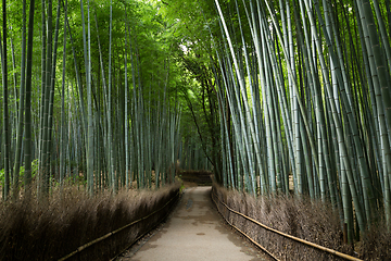 Image showing Arashiyama Bamboo Groves