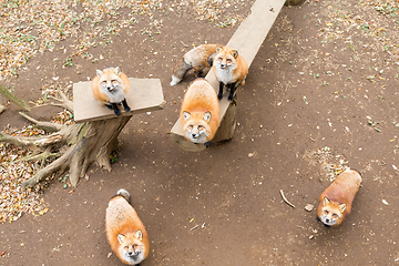 Image showing Group of fox looking for snack