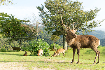 Image showing Red Stag Deer