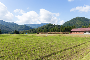 Image showing Rice field and mountain