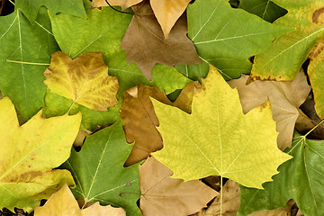 Image showing Fall leaves