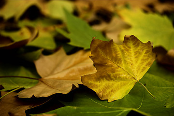 Image showing Fall leaves