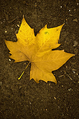 Image showing Fall leaves