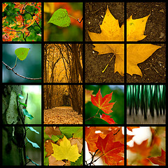 Image showing Autumn Theme