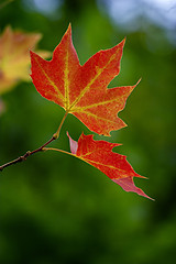 Image showing Fall leaves