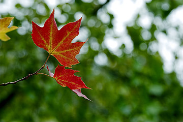 Image showing Fall leaves