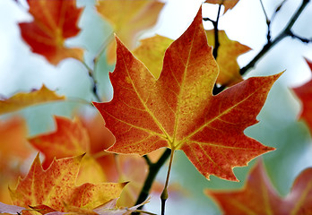 Image showing Fall leaves