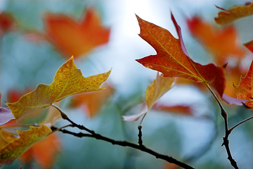 Image showing Fall leaves