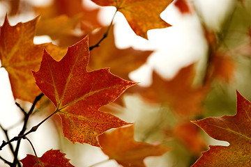 Image showing Fall leaves