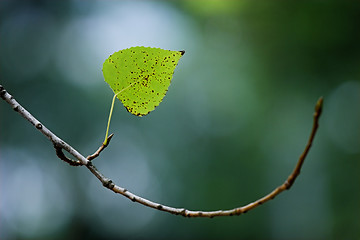 Image showing Solitude leave