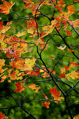 Image showing Fall leaves