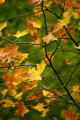 Image showing Fall leaves