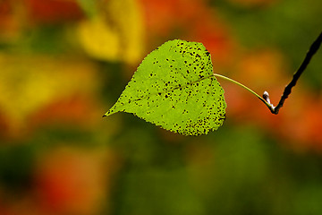 Image showing Fall leaves