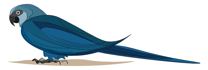 Image showing Spix macaw, vector or color illustration.