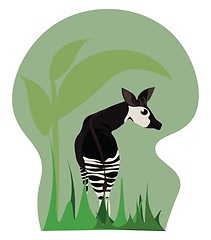 Image showing Okapi, vector or color illustration.