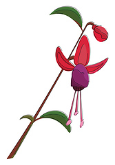 Image showing Fuchsia flower, vector or color illustration.