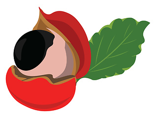 Image showing Guarana fruit, vector or color illustration.