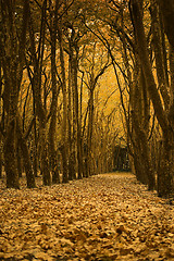 Image showing Fall landscape