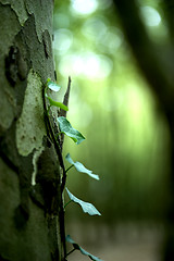 Image showing Green Plant