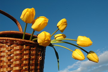 Image showing The basket with yellow tulips.