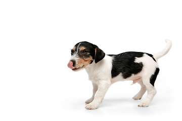 Image showing Studio shot of Jack Russell Terrier dog isolated on white studio background