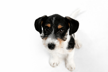 Image showing Studio shot of Jack Russell Terrier dog isolated on white studio background
