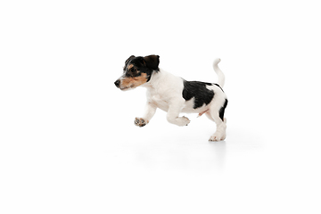 Image showing Studio shot of Jack Russell Terrier dog isolated on white studio background