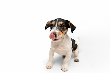 Image showing Studio shot of Jack Russell Terrier dog isolated on white studio background