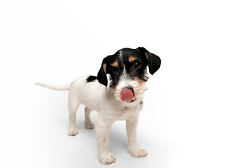 Image showing Studio shot of Jack Russell Terrier dog isolated on white studio background