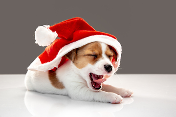 Image showing Cute and little doggy posing cheerful isolated on gray background