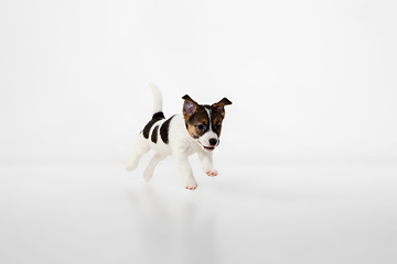 Image showing Cute and little doggy posing cheerful isolated on white background